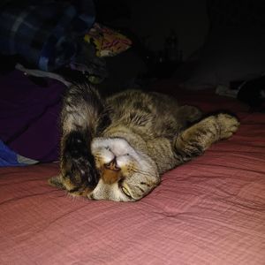 Meet your Posher, Chrissy